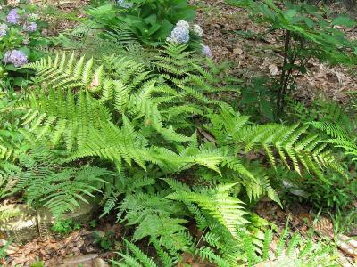 Classy Groundcovers - Dryopteris erythrosora Aspidium erythrosora， Dryopteris bulligera， Dryopteris distantipinna， Dryopteris linyingensis， Dryopteris oblongipinnula  {25 Pots - 3 1/2 inch Square}