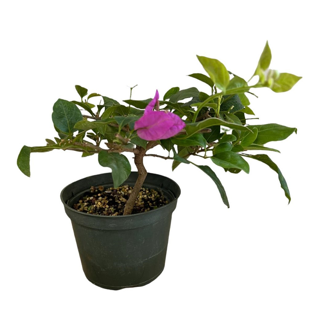 Live Plant: Bonsai Bougainvillea