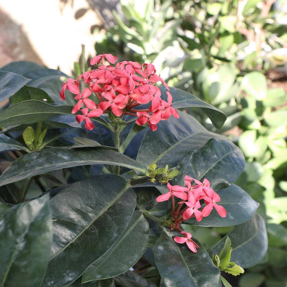 ALTMAN PLANTS Lone Star Growers 8 qt. Jungle Geranium shrub (Ixora Nora Grant) Pink blooms 0872606