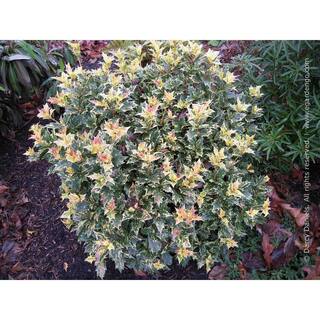 Online Orchards 1 gal. Goshiki Tea Olive Evergreen Shrub with Five Stunning Colors Displayed Throughout Foliage (2-Pack) EGOS001