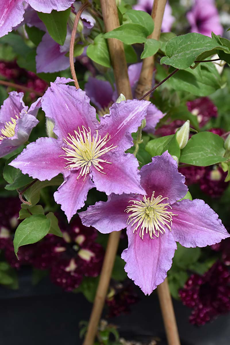 Piilu Clematis Vine - Heaviest Blooming Clematis - 2.5