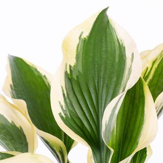 METROLINA GREENHOUSES 2.5 Qt. Patriot Variegated Hosta Plant 61