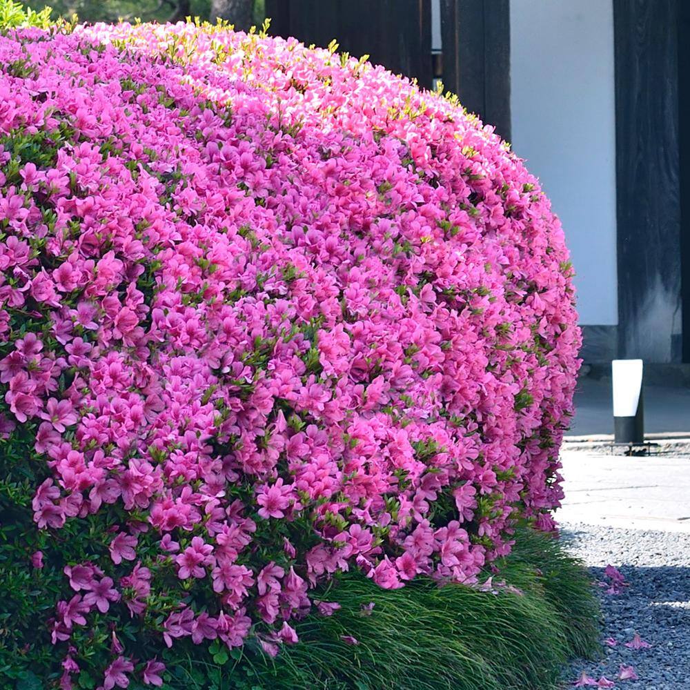 national PLANT NETWORK 2.25 Gal. Azalea Karen's Flowering Shrub with Purple Blooms HD7041