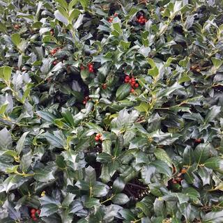 national PLANT NETWORK 2.25 Gal. Holly Nellie R. Stevens Shrub HD7146