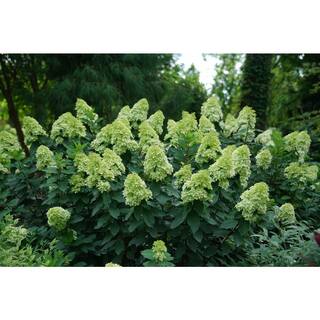 PROVEN WINNERS 3 Gal. Limelight Prime Hydrangea (Arborescens) Live Shrub Green and Pink Flowers 11194