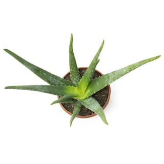 SMART PLANET 6 in. Single Aloe Vera in Panterra Clay Deco Pot 0872602