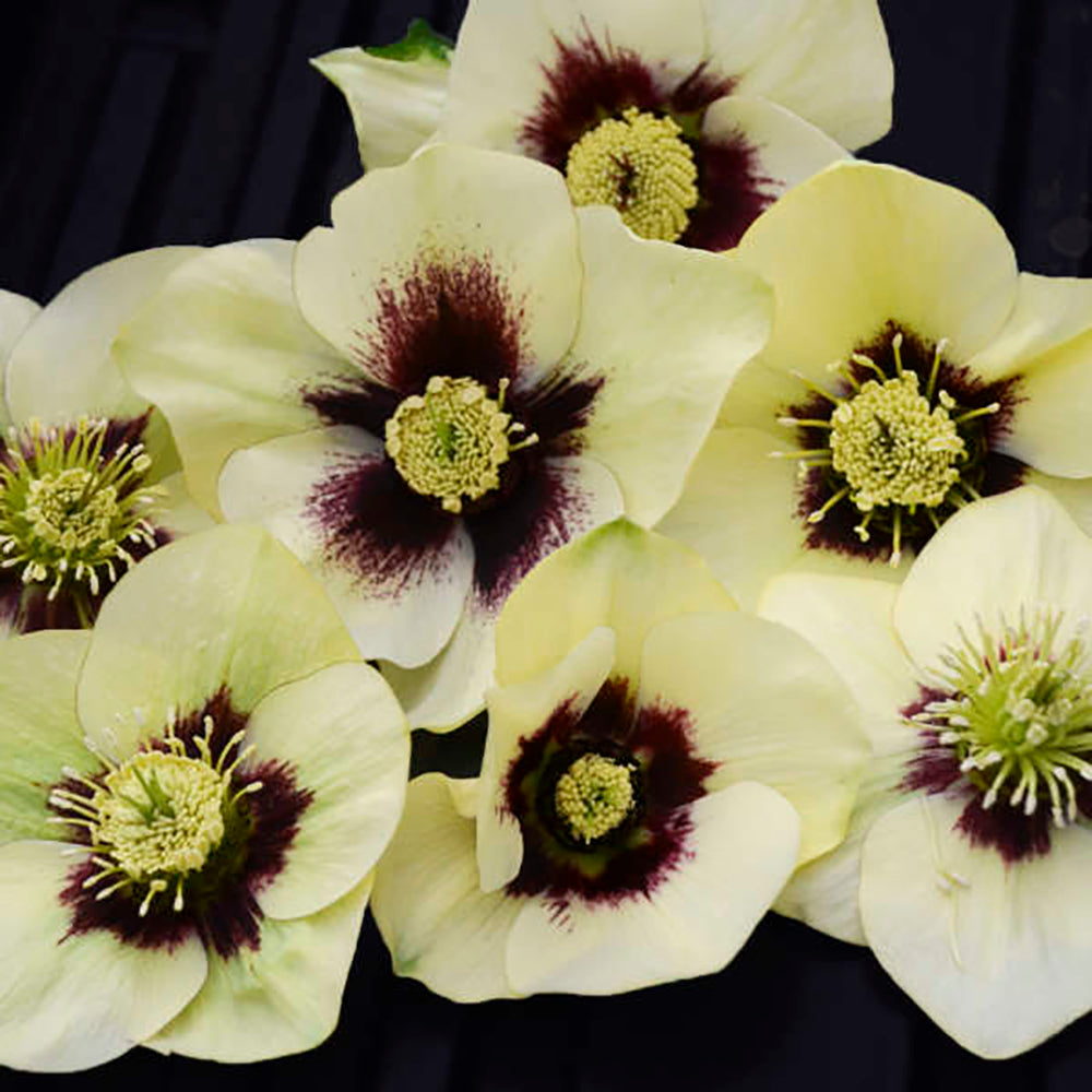 Honeymoon™ Spanish Flare Lenten/Christmas Rose - Helleborus - SHADE - Gallon Pot