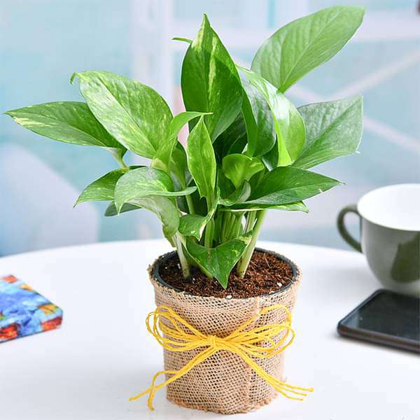 Air Purifier Money Plant with Jute Wrap