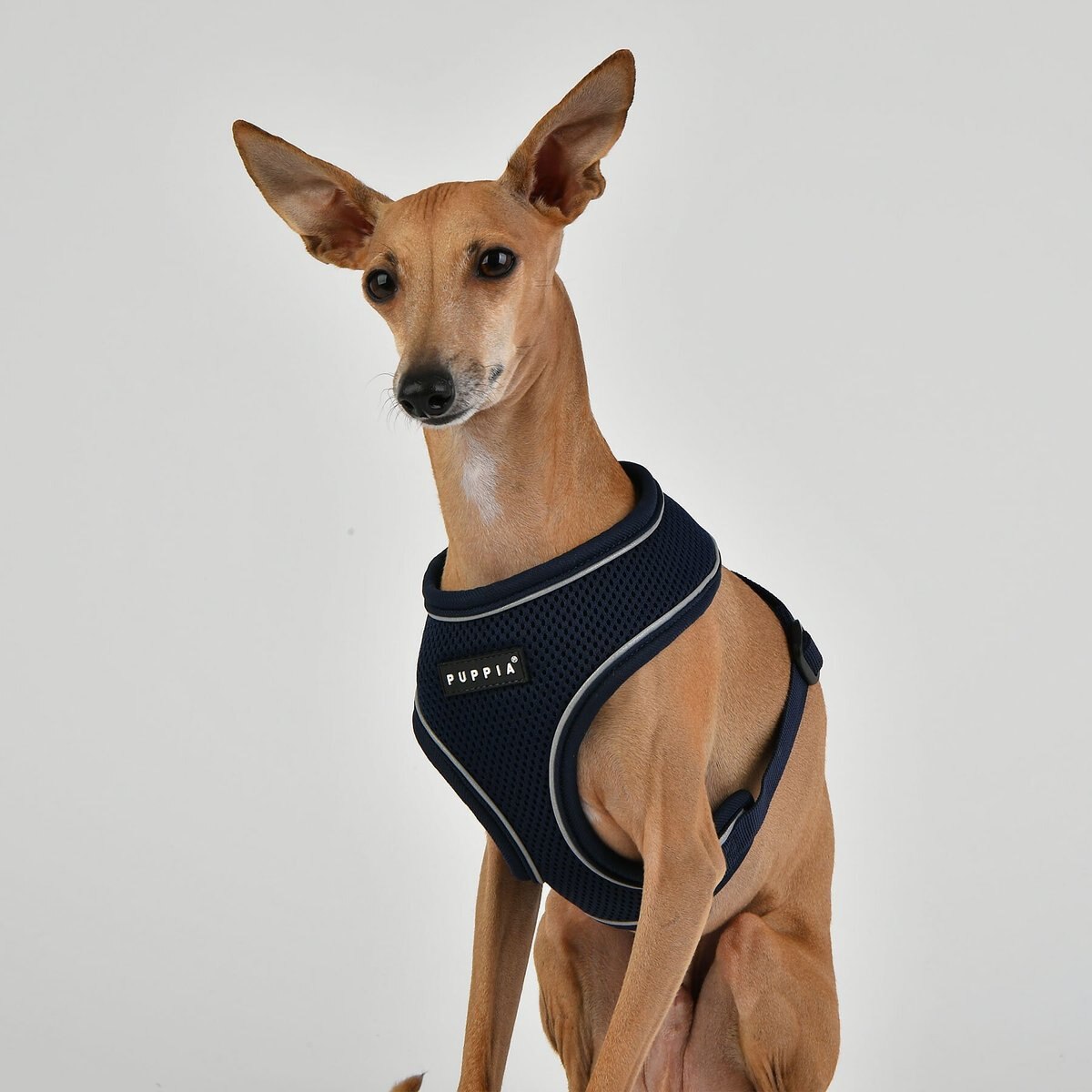 Puppia Soft Pro Dog Harness