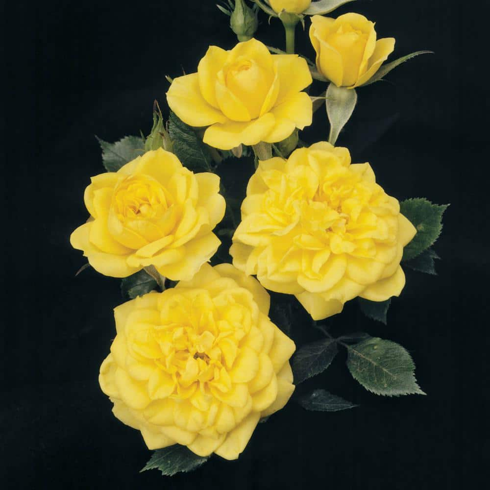 Gardens Alive! Lemon Drop Miniature Rose Dormant Bare Root Plant (1-Pack) 86052