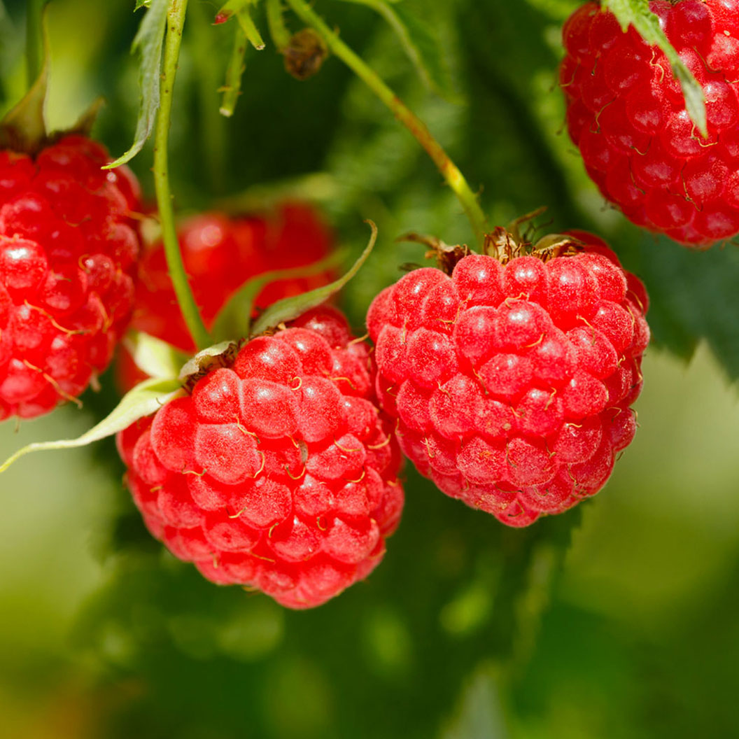 Heritage Everbearing Raspberry Plant