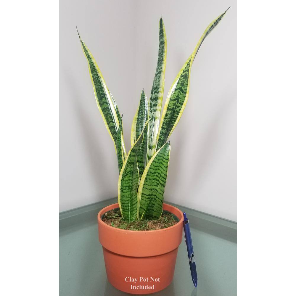 Sansevieria Snake Plant in 6 in. Growers Pot SanYel006