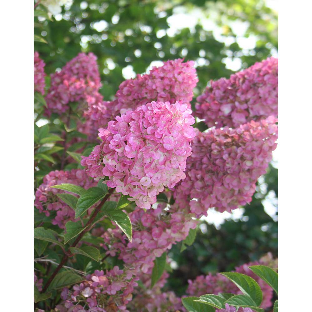 FIRST EDITIONS 3 Gal. Strawberry Sundae Panicle Hydrangea Flowering Shrub with White to Pink Flowers FEHYD3HSS1PK