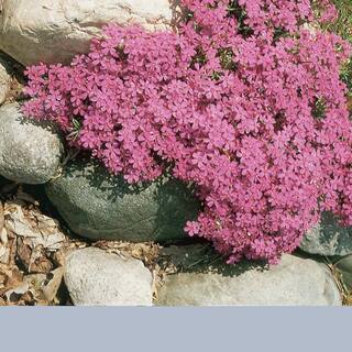 METROLINA GREENHOUSES #5 1 Qt. Early Spring Dark Pink Creeping Phlox Plant 63277