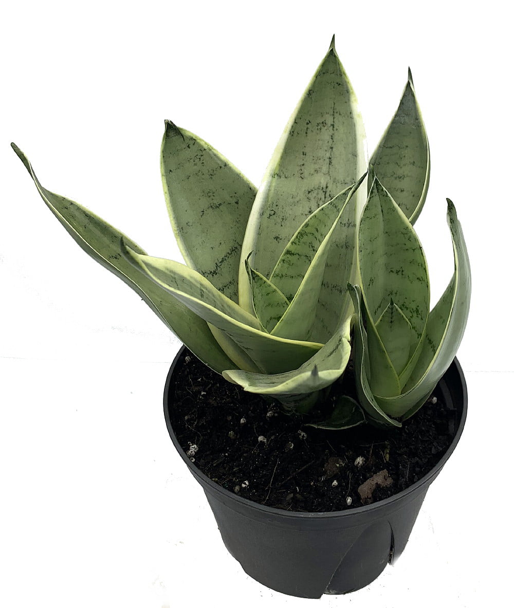 Rare Night Owl Snake Plant - Sanseveria - 6