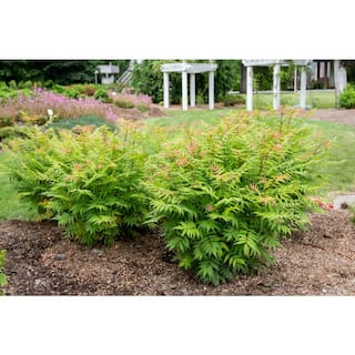 BLOOMIN' EASY 2 Gal. Cherry On Top Sorbaria Live Shrub White Flowers DGSR5692