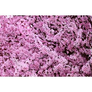 Online Orchards Vesuvius Flowering Plum Tree (Bare Root 3 ft. to 4 ft. Tall) FLPL002