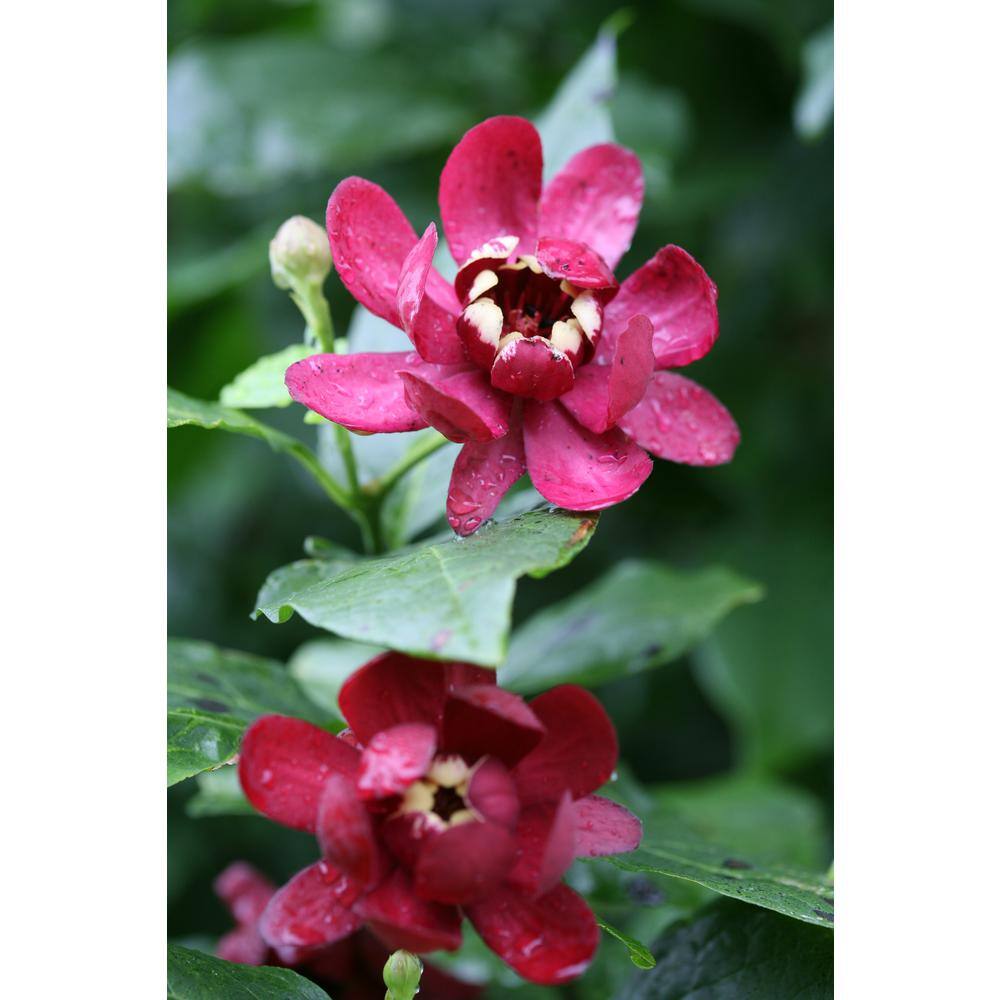 PROVEN WINNERS 1 Gal. Aphrodite Allspice Sweetshrub (Calycanthus) Live Shrub Red Flowers CACPRC1006101