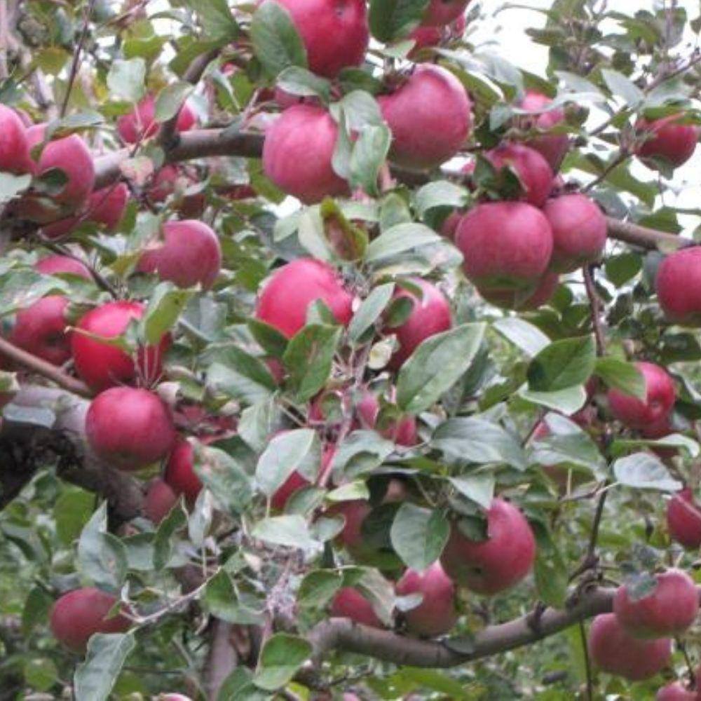 7 Gal. Semi-Dwarf Red Spy Apple Tree APPRSP07GD