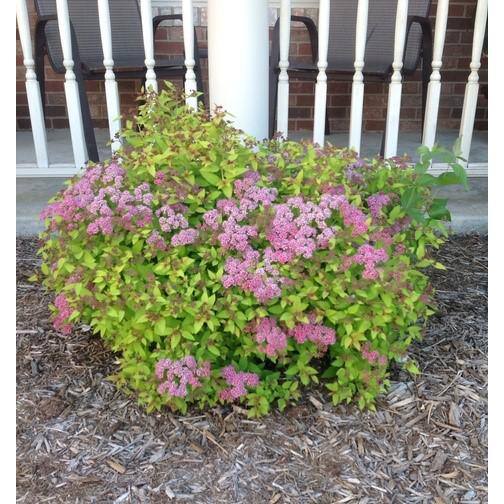 Online Orchards 1 Gal. Goldflame Spirea Shrub Neon Yellow Foliage Clashes Beautifully Against Bright Red Flowers SBSP001