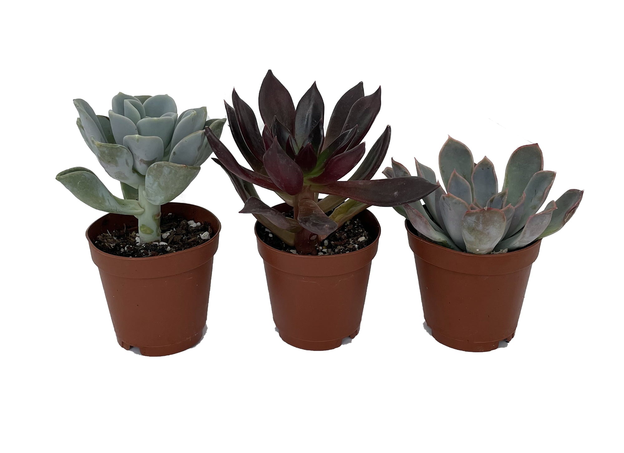 3 Different Desert Rose Succulent Plants - Echeveria - Easy to grow - 2