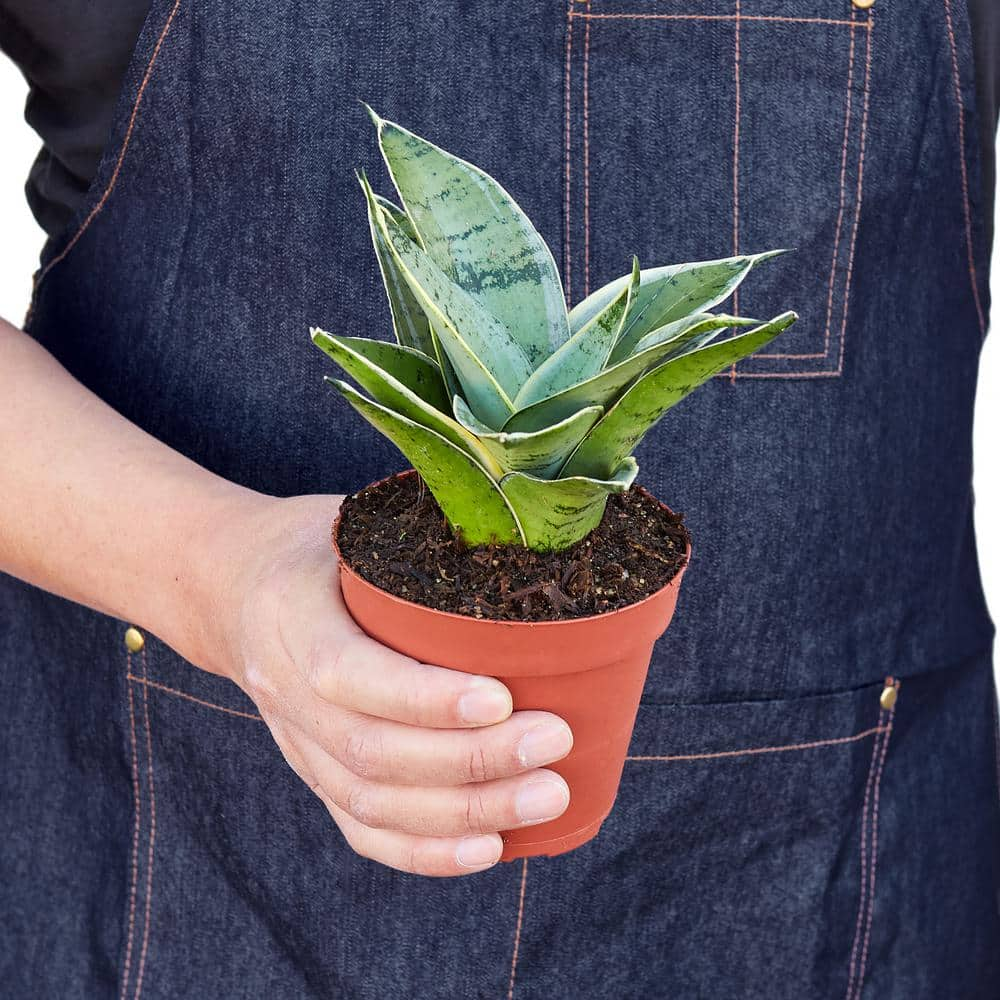 Snake Plant Starlight (Sansevieria trifasciata) Plant in 4 in. Grower Pot 4_SNAKE_MISTY.STAR