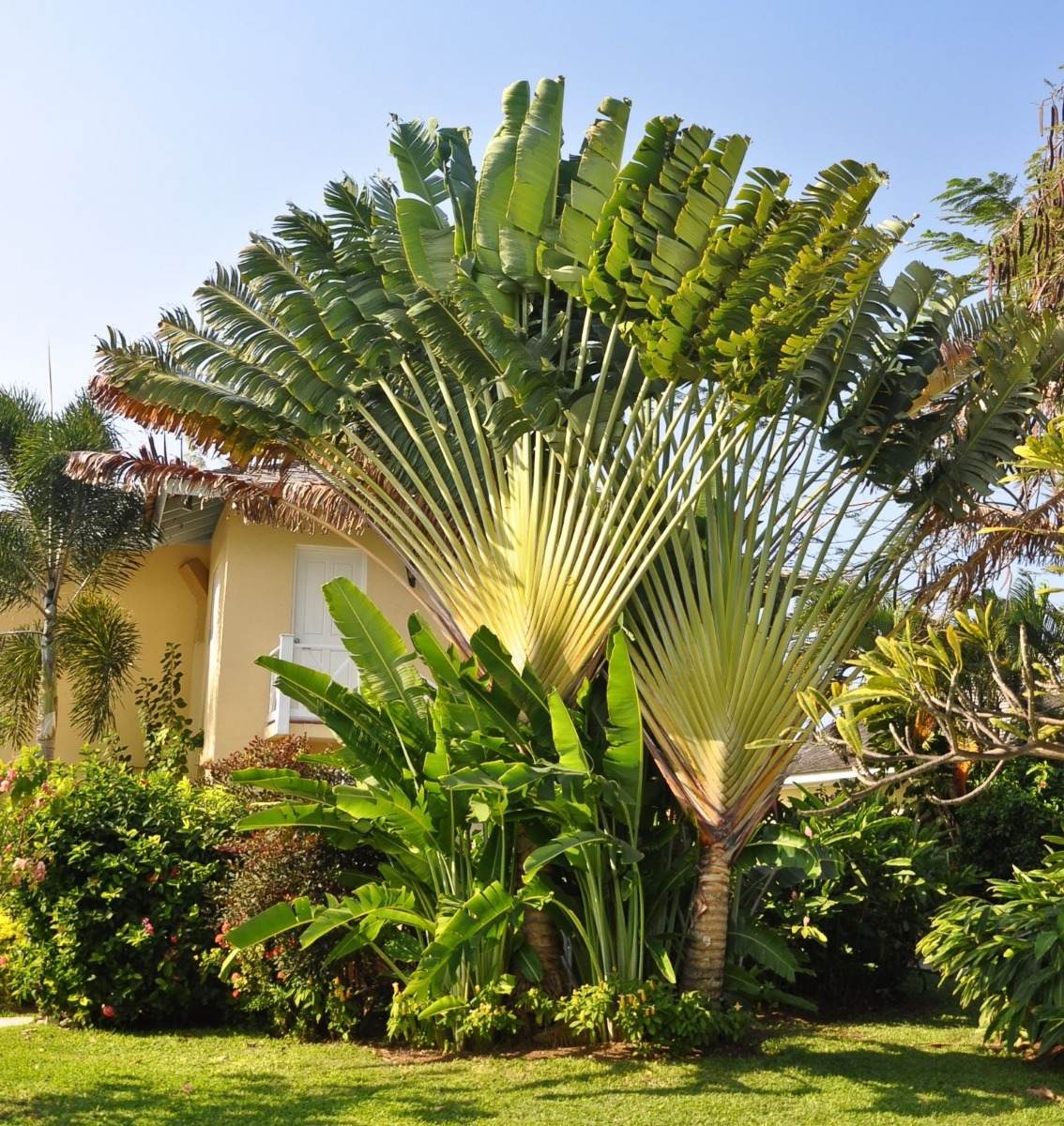 Traveler's Palm - Live Plant in a 3 Gallon Growers Pot - Ravenala Madagascariensis - Extremely Rare Ornamental Palms of Florida