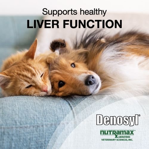 Nutramax Denosyl Tablets Liver and Brain Supplement for Small Dogs and Cats， 30 count