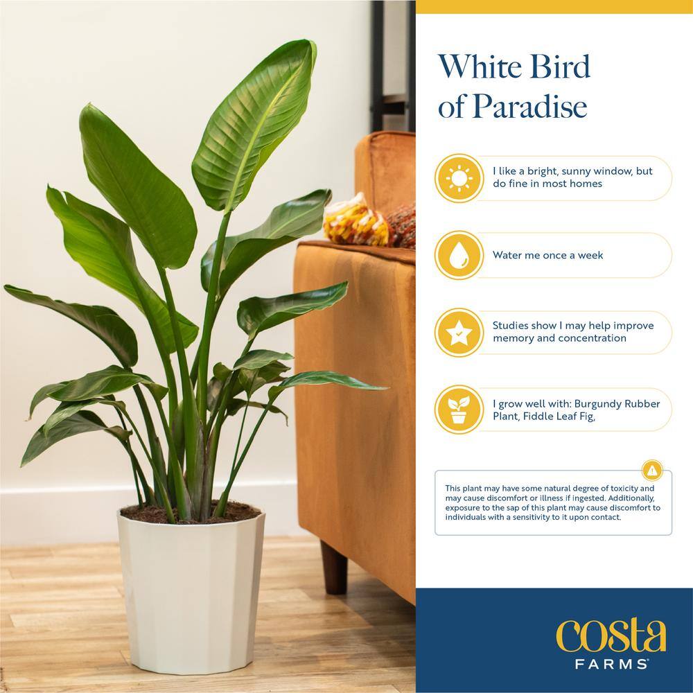 Costa Farms White Bird of Paradise Indoor Plant in 10 in. Grower Pot Avg. Shipping Height 2-3 ft. Tall CO.3.WB11.PARWHT