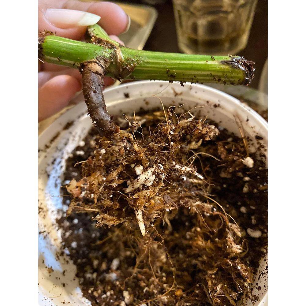 NOOT 1 qt. Organic Propagation Root Rescue Potting Mix RESCUE-MIX