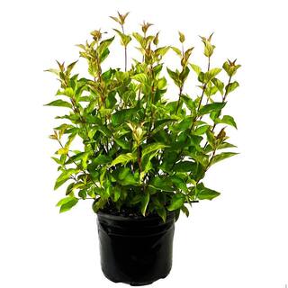 2.25 Gal. Bailey's Red Twig Dogwood (Cornus) Live Shrub O200503