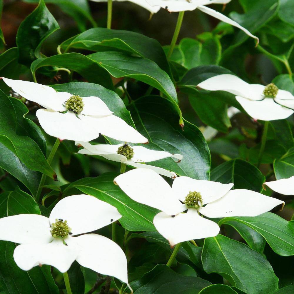 5 Gal. Kousa Dogwood Flowering Deciduous Tree with White Flowers DOGKOU05G