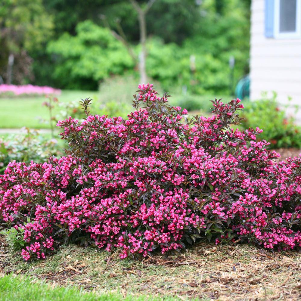 PROVEN WINNERS 2 Gal. Spilled Wine Weigela Shrub with Bright Pink Flowers and Deep Purple Foliage 14716