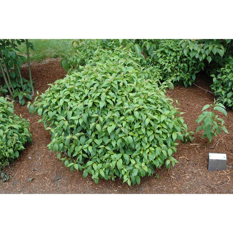 Online Orchards 1 Gal. Kelsey Dogwood Shrub With Compact Lush Foliage and Extreme Cold Hardiness SBDW004