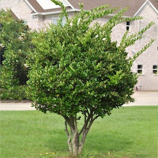 #7 Pot White Flowering Waxleaf Ligustrum Evergreen Shrub LIGWAX07G