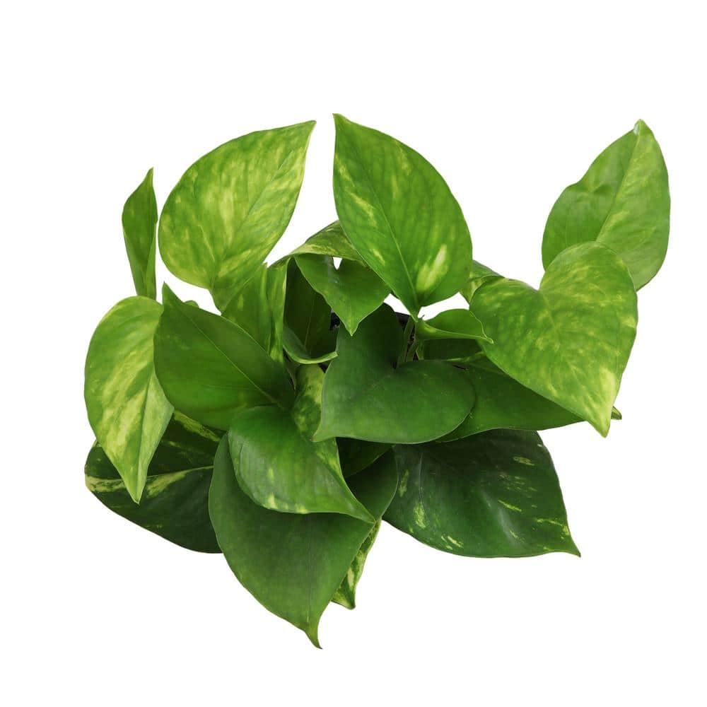 ALTMAN PLANTS Decorative Golden Pothos Houseplant Air Purifying Indoor Plant Gift in 4.25 in. White Pot 0873202