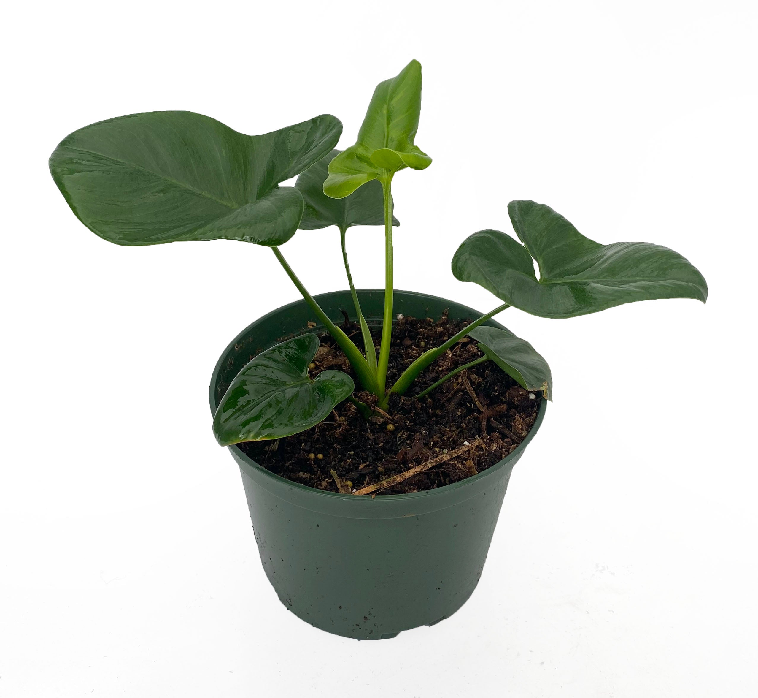 Goeldii Philodendron - 6