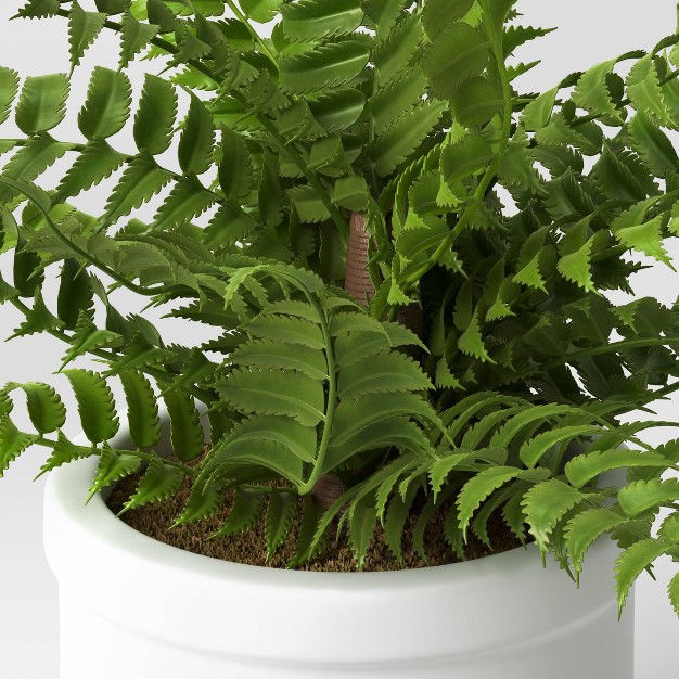 Small Boston Fern