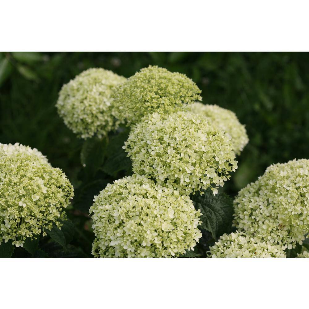 PROVEN WINNERS 1 Gal. Invincibelle Limetta Smooth Hydrangea (Arborescens) Live Shrub Green-White Flowers HYDPRC1156101