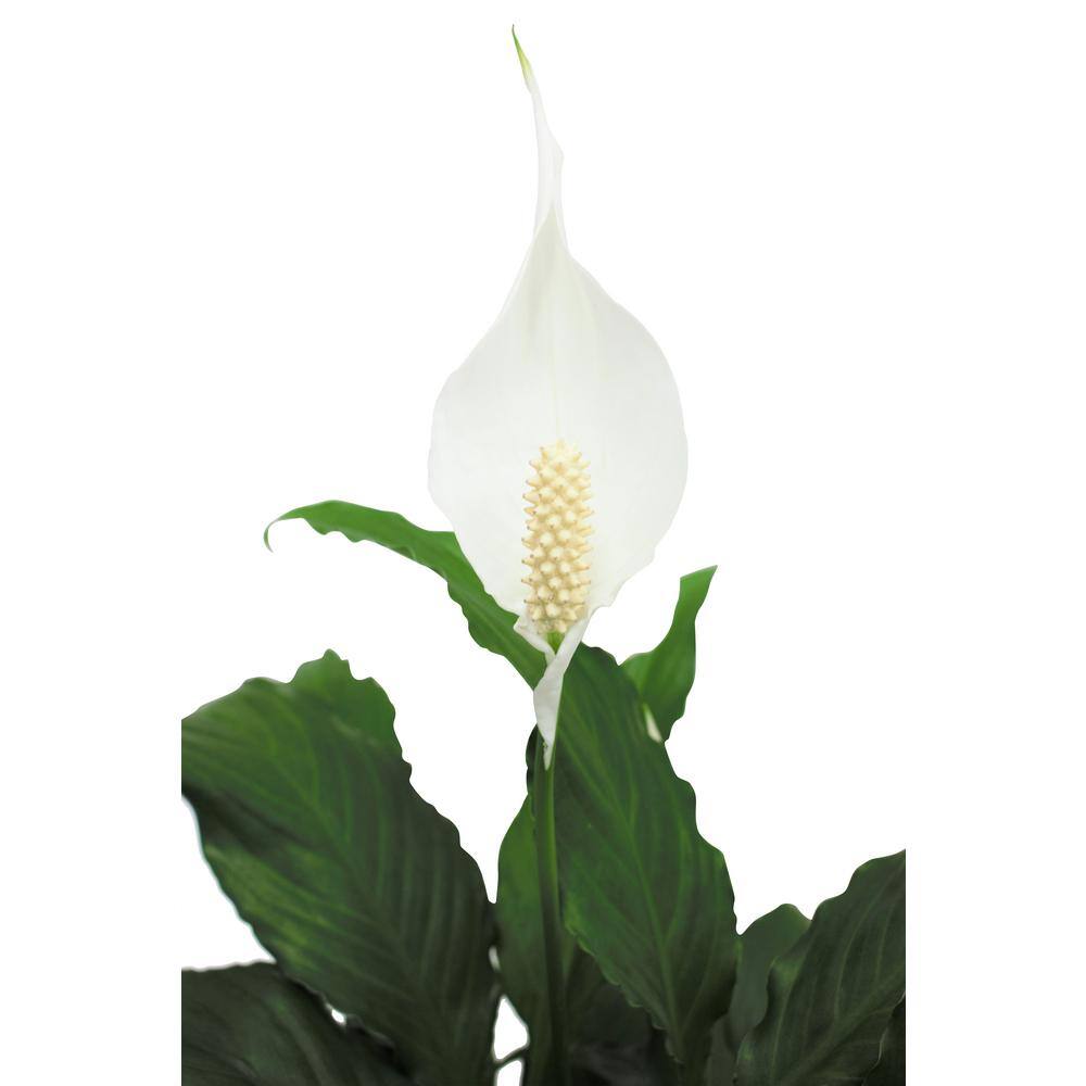 Vigoro Peace Lily Indoor Plant in 6 in. White Ribbed Plastic Decor Planter Avg. Shipping Height 1-2 ft. Tall (2-Pack) CO.SY06.3.VI.WH