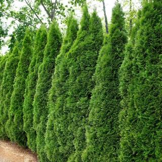 national PLANT NETWORK 2.5 qt. Arborvitae Green Giant Shrub HD7136