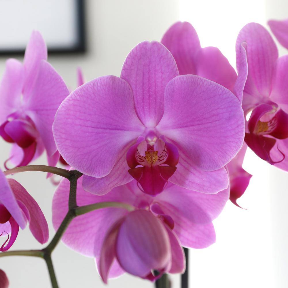 Just Add Ice Premium Orchid (Phalaenopsis) Pink Plant in 5 in. Grey Ceramic Pottery J5008