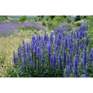 2 Gal. Veronica Perennial Plant 19693