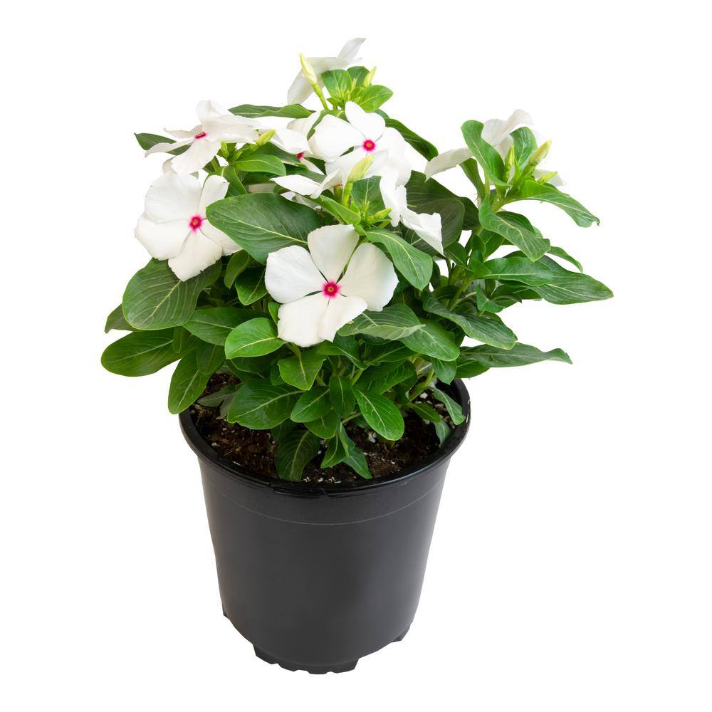 ALTMAN PLANTS 1-Gallon Vinca Plant White Flowers (Single) 0881451