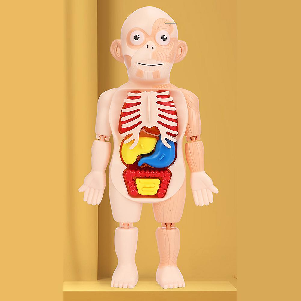 Human Organ Model Decoration Diy Assembly Early Education Cognitive Model Toy