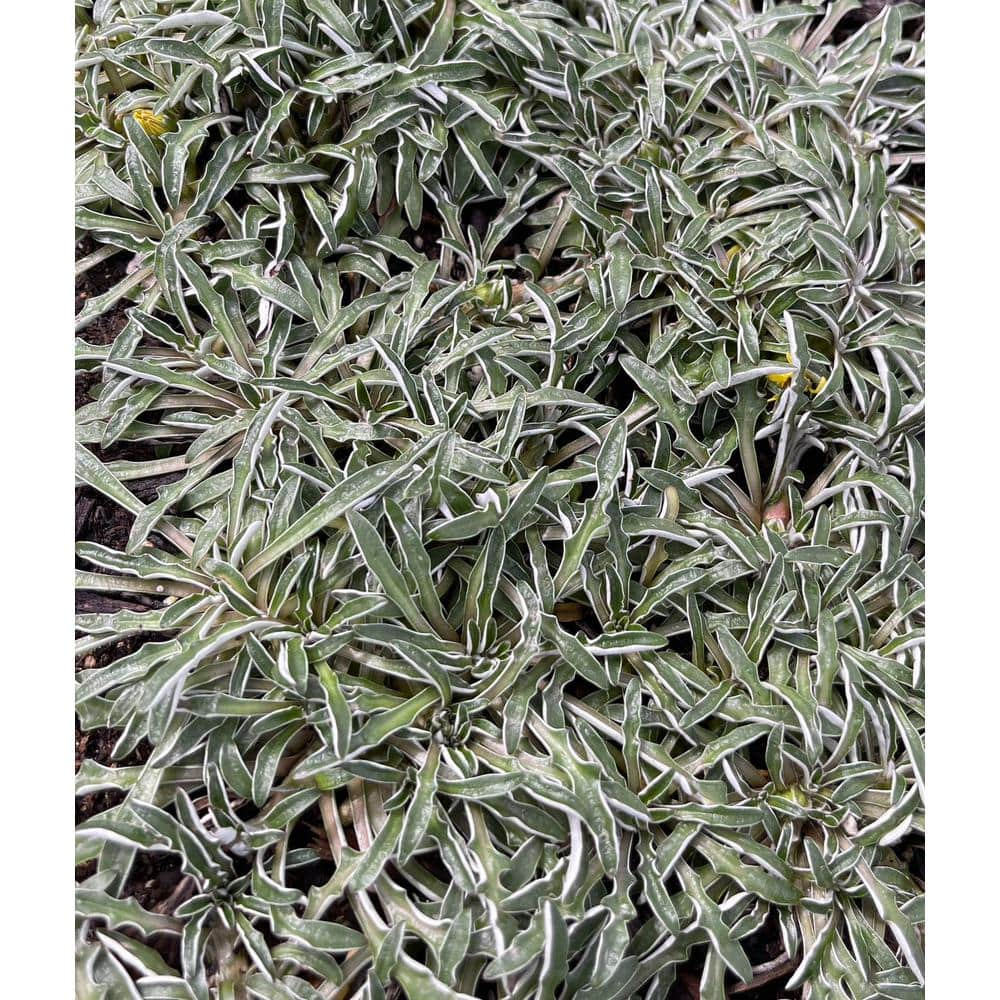 Zeus  Ruta Silver Carpet Dymondia Perennia Plant (5-Pack) Stonecrop158