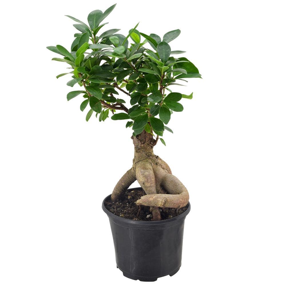 Arcadia Garden Products 6 in. Ginseng Ficus Bonsai Black Plastic Grower Pot LV62