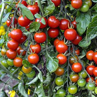 Bonnie Plants 19 oz. Super Sweet 100 Tomato Plant (2-Pack) 202107