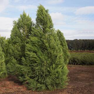 3 Gal. Yoshino Cryptomeria Evergreen Tree CRYYOS03G