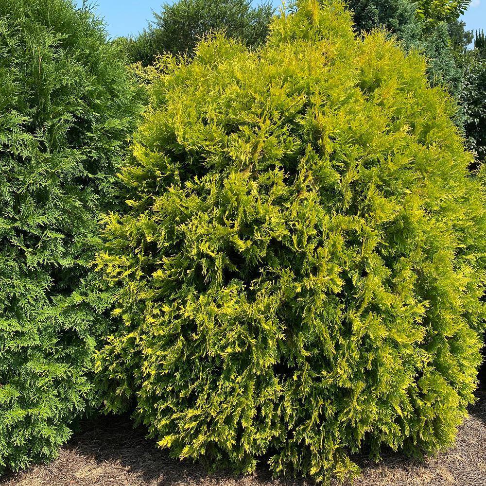 FIRST EDITIONS 2 Gal. Lemon Burst Arborvitae Evergreen Shrub with Golden Foliage 18136